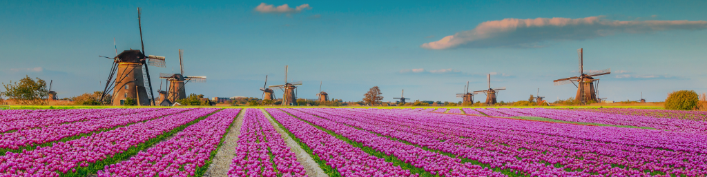 Dutch tulip field with windmills